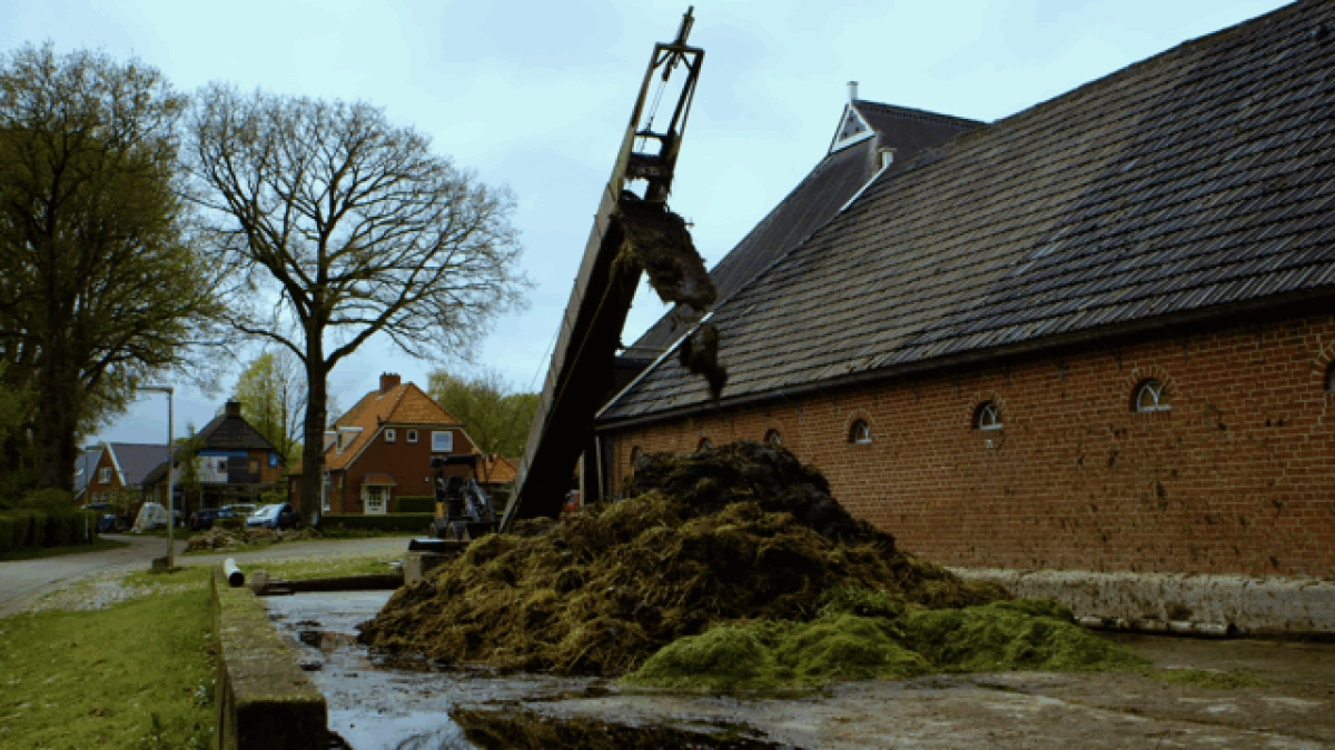 Groningse Nieuwe #143: De laatste mestbult